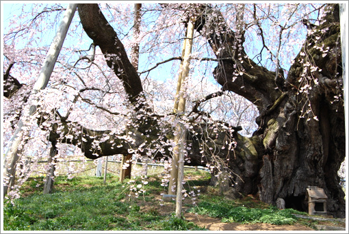 支えられた三春の滝桜