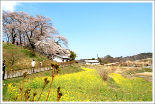 三春の春景色