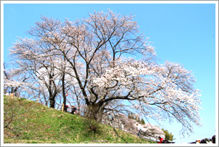 三春の滝桜を訪ねて