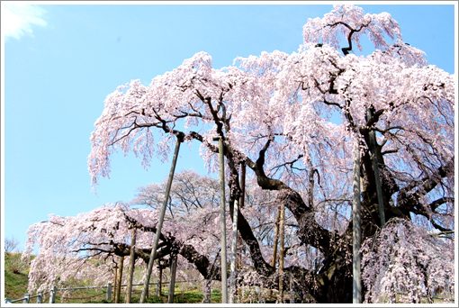三春の滝桜